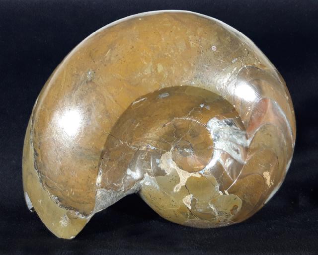 Manticoceras cf. intumescens (BEYRICH 1837) - Bild &copy; FossNet FossilienStore